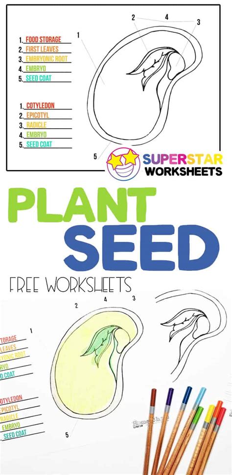Seed Diagram Worksheets K12 Workbook Seed Diagram Worksheet - Seed Diagram Worksheet