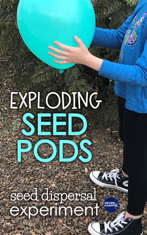 Seed Dispersal Activity Build An Exploding Seed Pod Seed Dispersal Worksheet 2nd Grade - Seed Dispersal Worksheet 2nd Grade