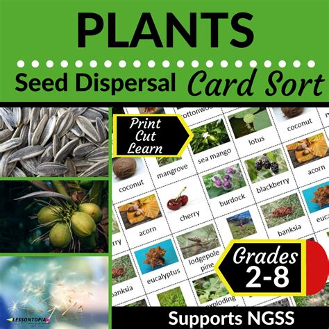 Seed Dispersal Plants Card Sort Classful Seed Dispersal Worksheet 2nd Grade - Seed Dispersal Worksheet 2nd Grade