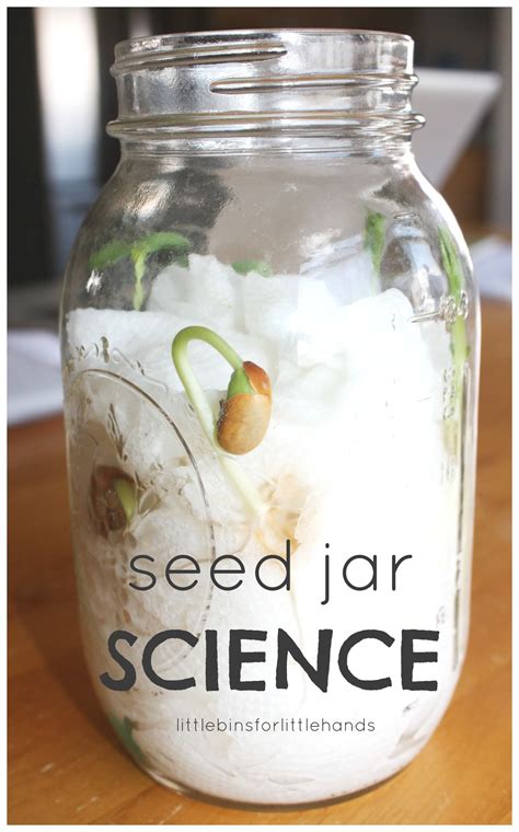 Seed Germination Experiment Little Bins For Little Hands Science Jars - Science Jars