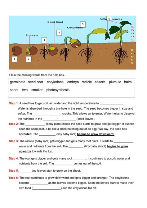 Seed Growth Worksheet Teacher Made Twinkl Steps To Planting A Seed Worksheet - Steps To Planting A Seed Worksheet