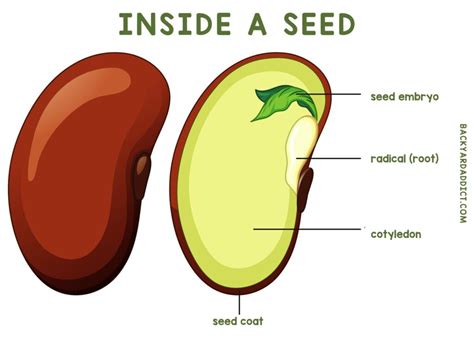 Seed Knowpia Inside Of A Seed Diagram - Inside Of A Seed Diagram