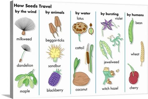 Seed Sorting How Do Seeds Travel Lesson Plan Seed Dispersal Worksheet 2nd Grade - Seed Dispersal Worksheet 2nd Grade