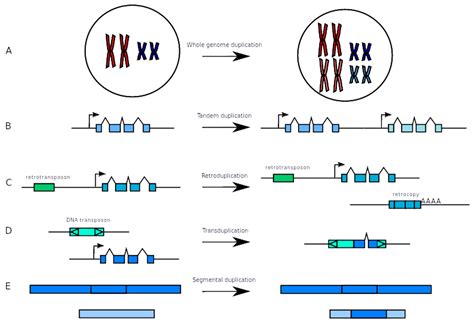 Segmental Duplication Of Chromosome 11 And Its Implications Duplication Division - Duplication Division