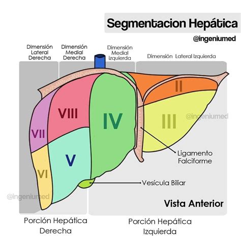 Segmentos Del Higado