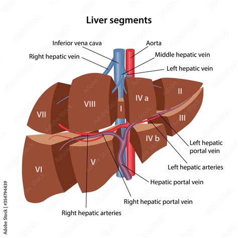 Segments Of Liver