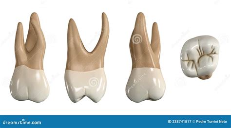 Segundo Molar Superior