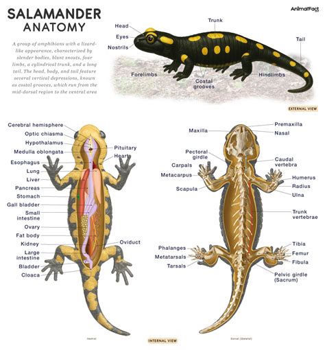 Select Anatomical Features Of Salamanders And Newts