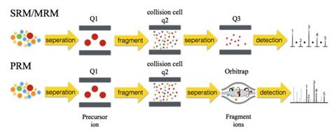 Selected Reaction Monitoring