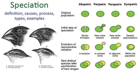 Selection And Speciation