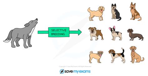 Selective Breeding Examples