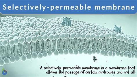 Selectively Permeable Membrane