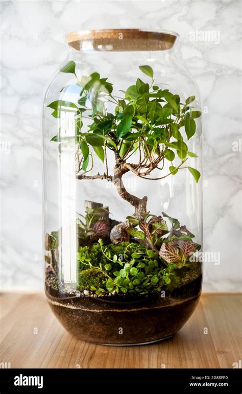 self sustaining ecosystem in a bottle My Web Value