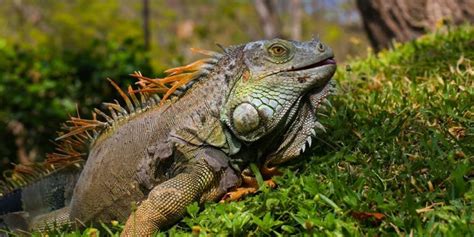 Selva Humeda Fauna