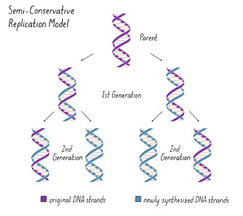 Semi Conservative Replication
