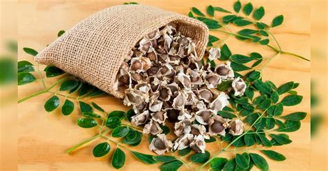 Semilla De Moringa