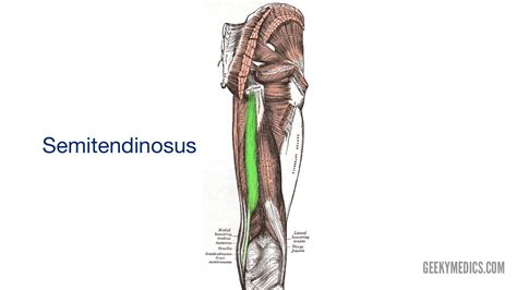 Semitendinosus Action