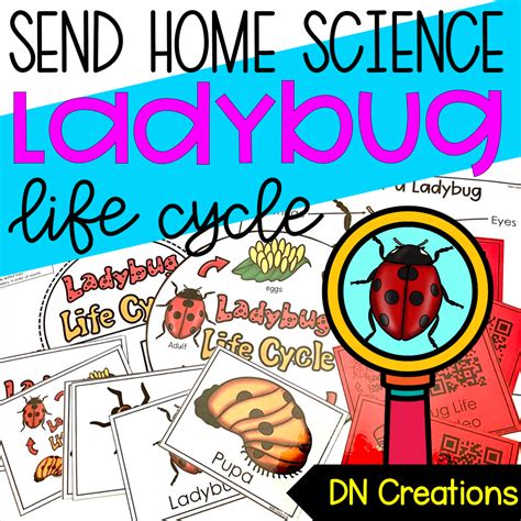 Send Home Science Ladybug Life Cycle L All Ladybug Science Activities - Ladybug Science Activities