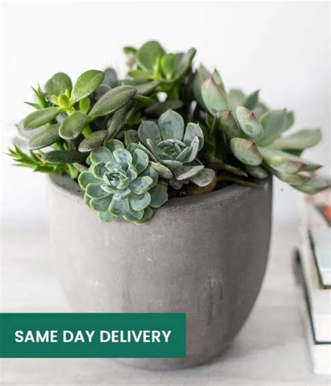 send succulent planter