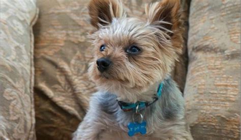 Senior Yorkie Bathing