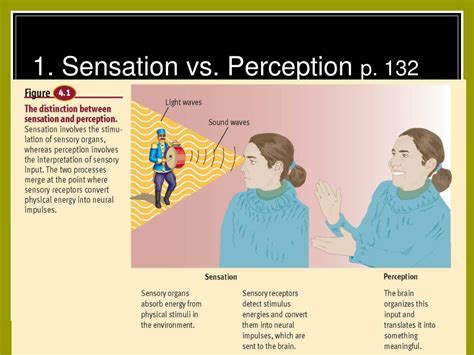 Full Download Sensation And Perception 