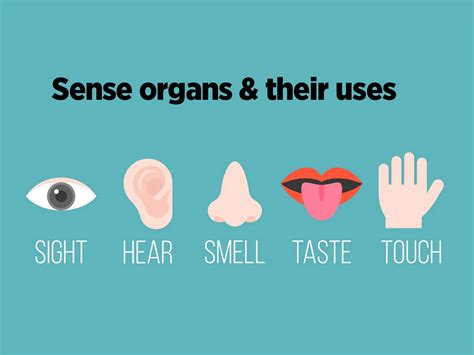 Sense Of Organs Tags Your Home Teacher Sense Organ Worksheet - Sense Organ Worksheet