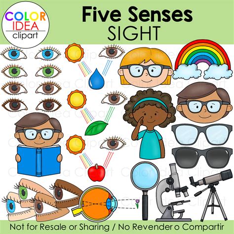 Sense Of Sight For Kids   Teaching Kids In Preschool About The Sense Of - Sense Of Sight For Kids