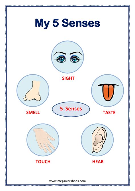 Sense Organs Activity