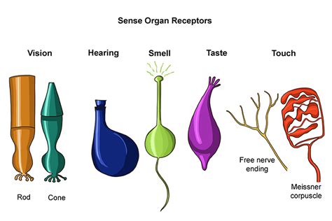 Sense Organs As Groups Of Receptor Cells Responding Picture Of Five Sense Organs - Picture Of Five Sense Organs
