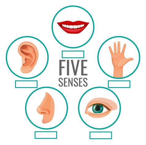 Sense Organs Your Home Teacher Picture Of Five Sense Organs - Picture Of Five Sense Organs