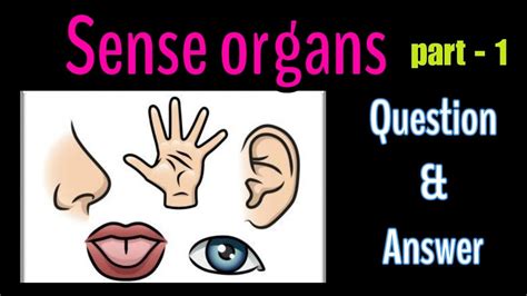 Download Sense Organs Question Answer 