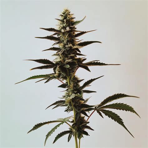 Sensi Star Strain
