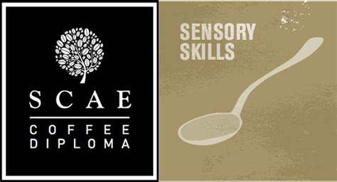 Sensory Foundation Scae
