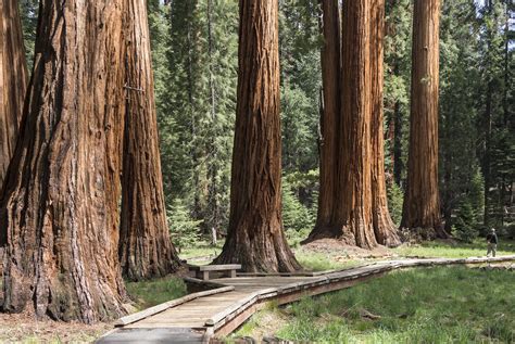 sequoia california