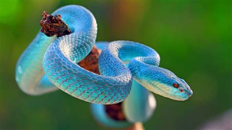 Serpent De Bla C S Et Autres Serpents Ratiers