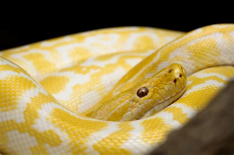 Serpiente Amarilla