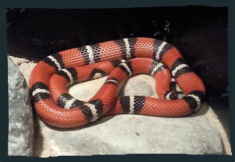 Serpiente Coral Falsa