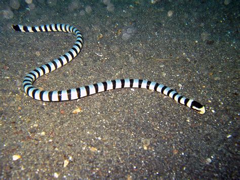 Serpiente De Mar