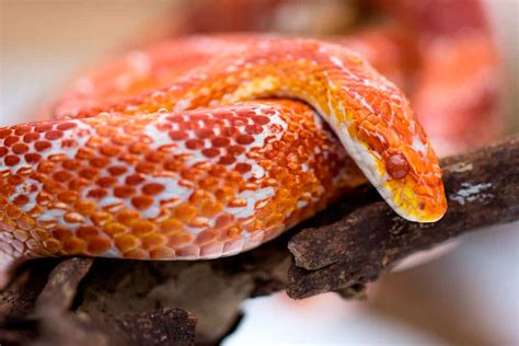 Serpiente Del Maiz