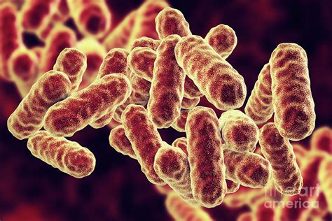 Serratia Spp Bacteria