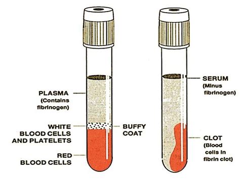Serum Plasma Difference