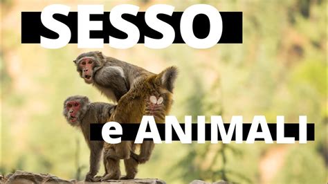 Sesso Tra Animale