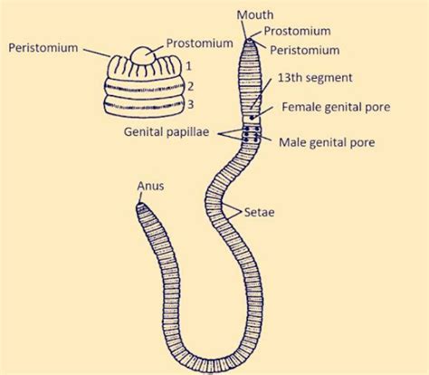 Setae In Earthworm