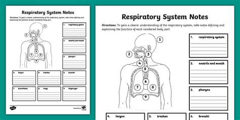 Seventh Grade Respiratory System Notes Template Twinkl Respiratory System Worksheet Middle School - Respiratory System Worksheet Middle School