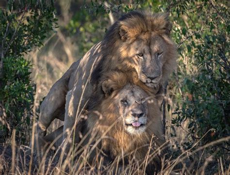 sex gay with animal