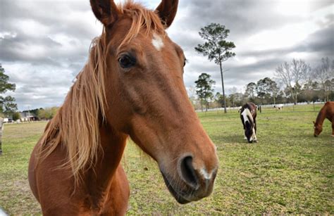 sex with horse