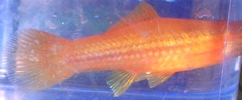 sexage platy - Forum aquario