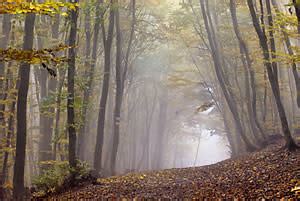 sexo en el bosque alaquàs