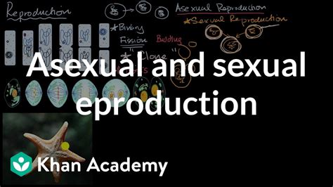 Sexual And Asexual Reproduction Article Khan Academy Offspring In Science - Offspring In Science