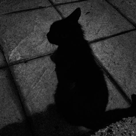 shadow chat